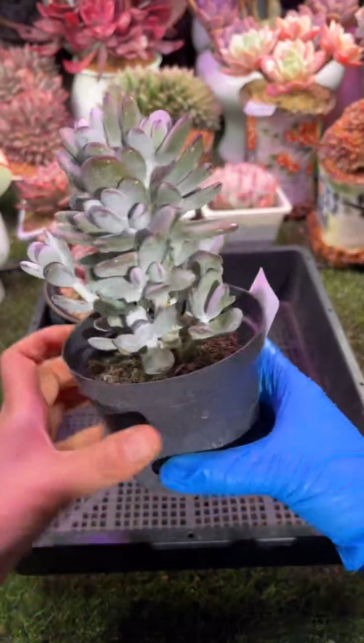 【闪购商品】10059