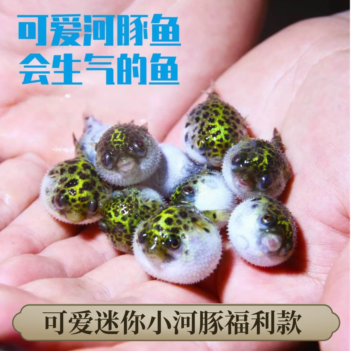 福利款 爱生气的小河豚