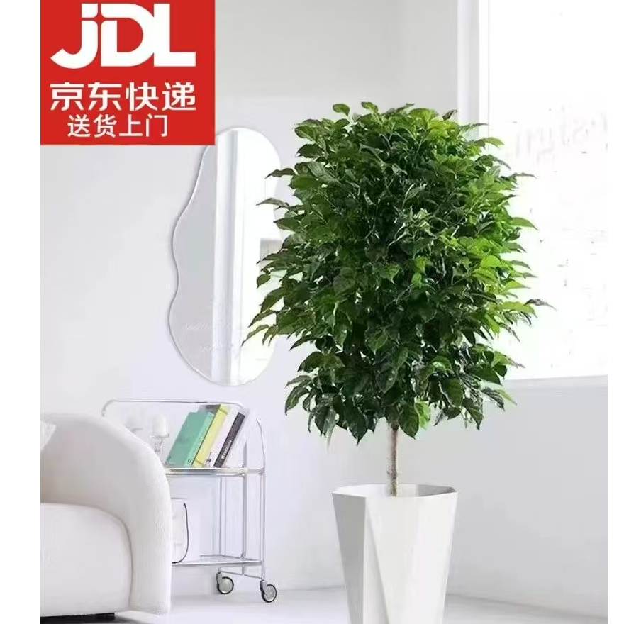 【京东送货上门高度1米1到1米3】幸福树绿宝树吸甲醛净化空气绿植物