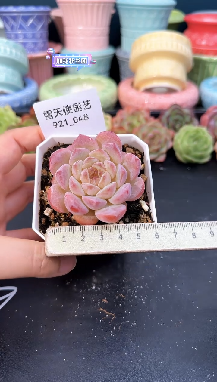 921-048青山（冠幅5CM）