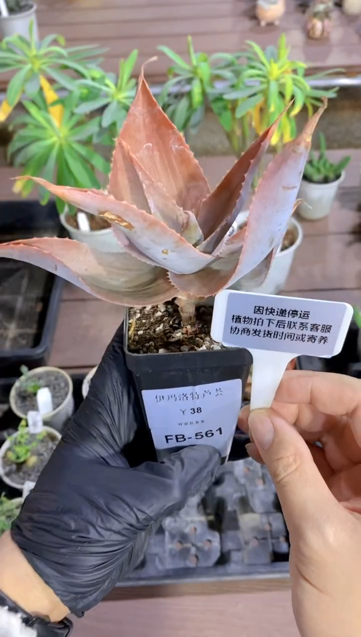 【闪购商品】伊玛洛特脱土FB-561
