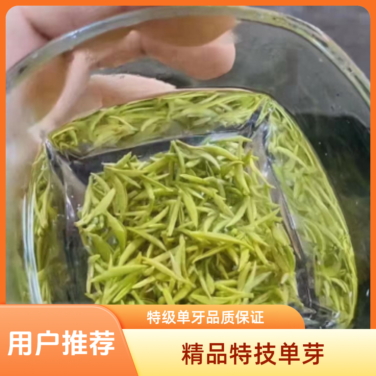 精品特级单牙，2025年苏州洞庭碧螺春明前精品纯手工炒制