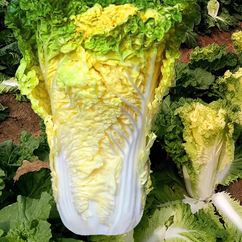 鸡蛋黄大白菜种子黄心高桩大白菜种子快菜种籽四季家庭蔬菜种