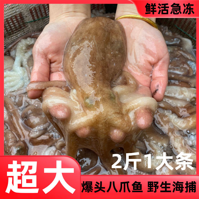 长腿八爪鱼生鲜活速冻迷你小章鱼爆头汁整条超大号正宗麻辣小海鲜