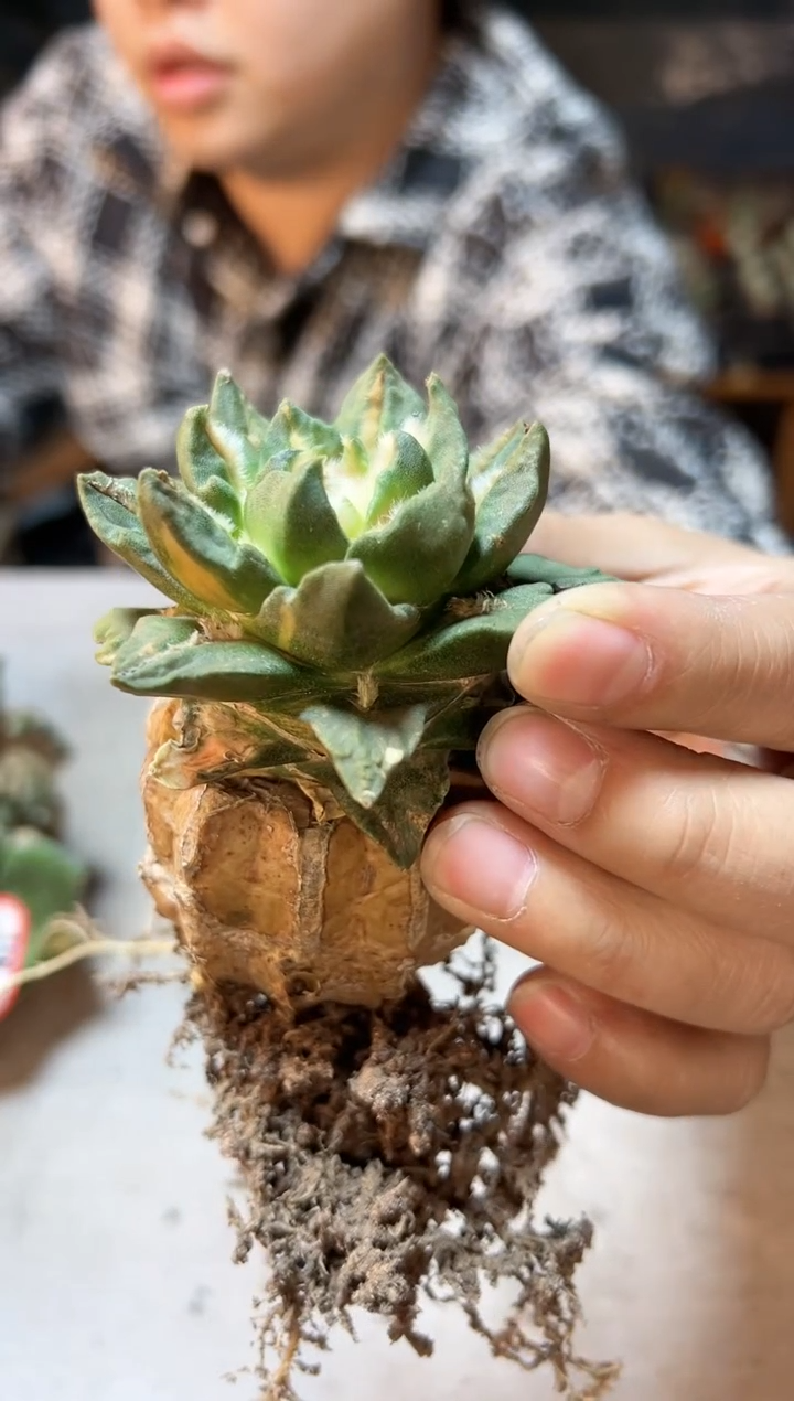 【闪购商品】12号苗接带钩牡丹带锦7.6公分