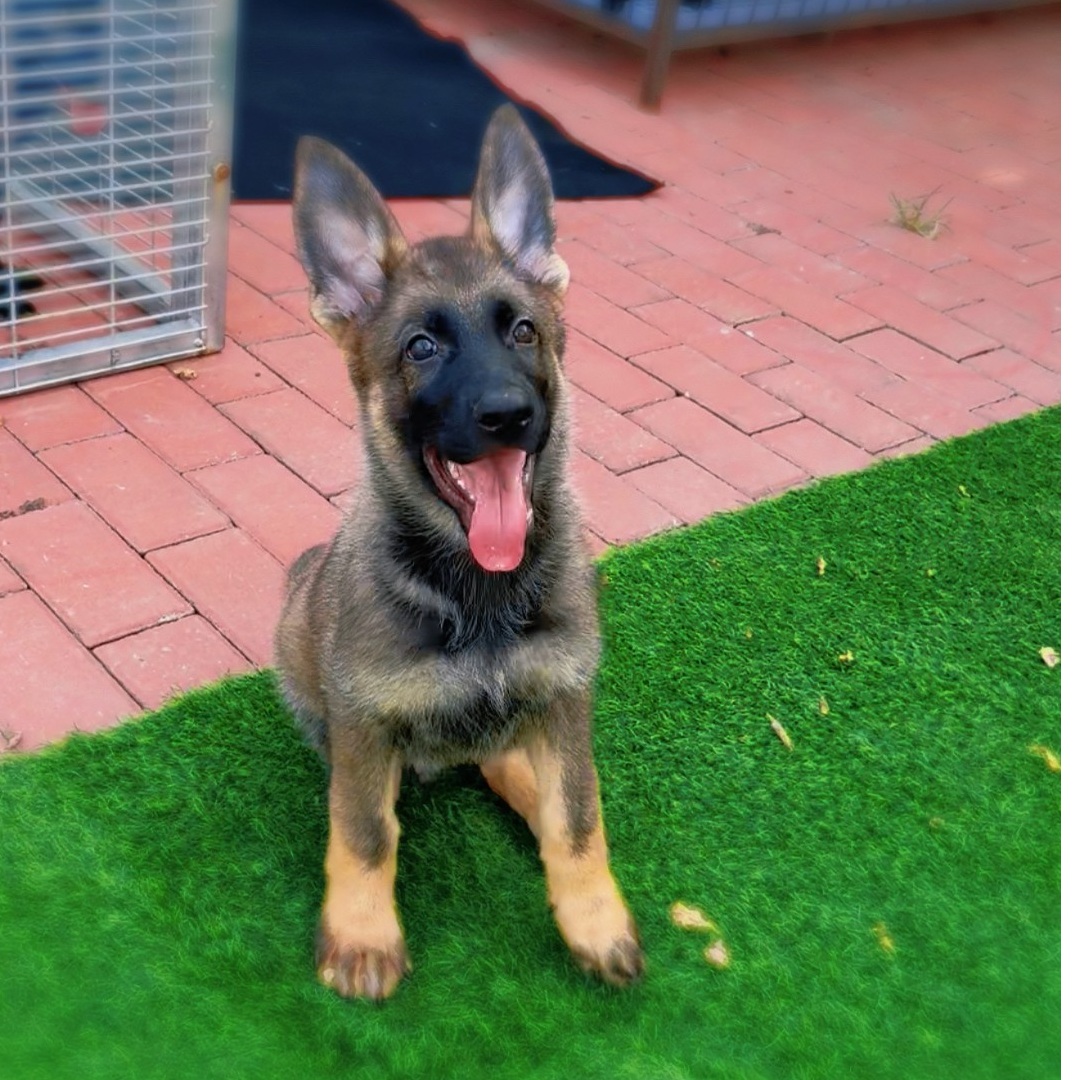 【五环名犬】东德牧羊犬DDR  浅狼灰色 活体 狗狗 带证纯血统