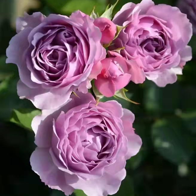 【月夜光影】大花四季