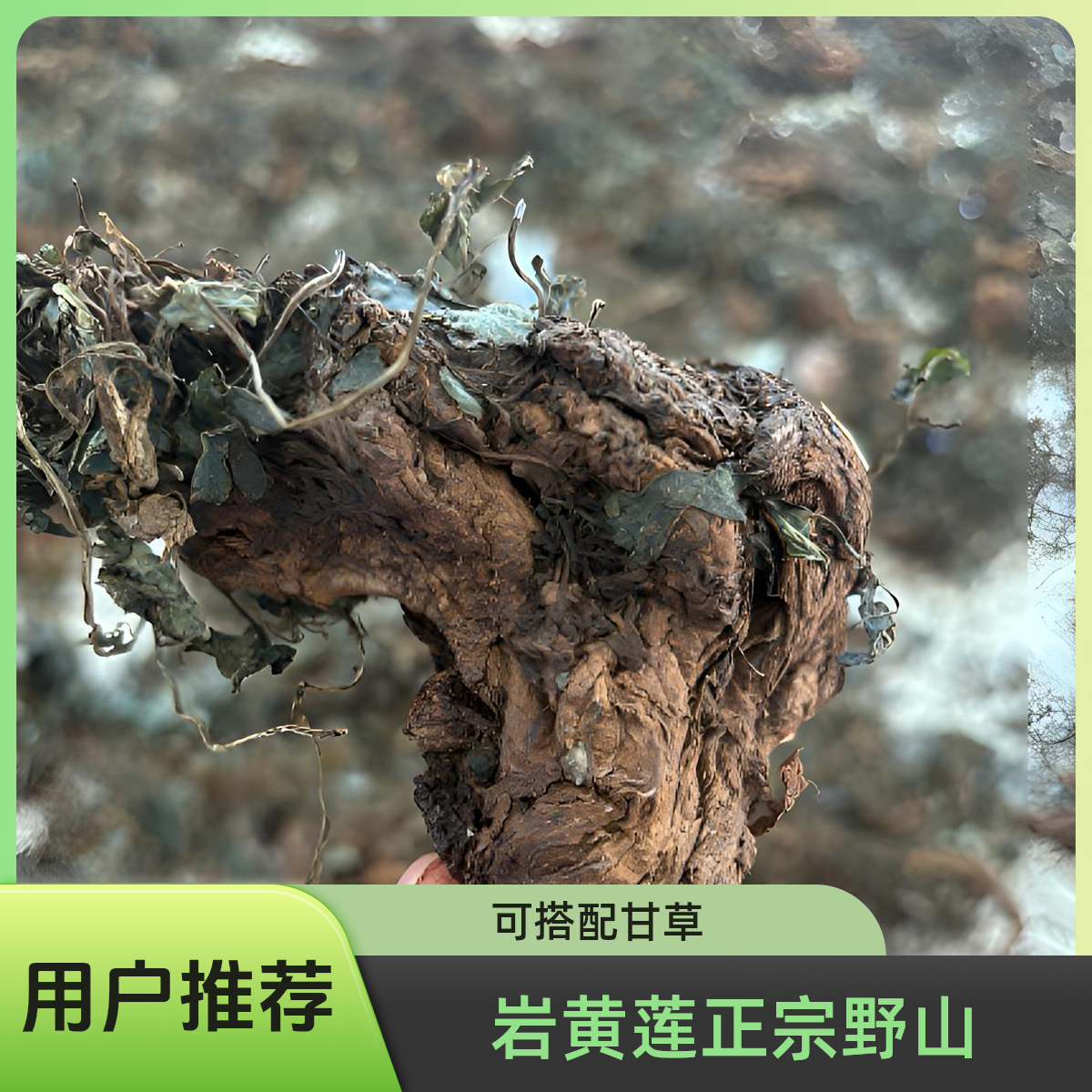 【岩黄莲】正宗山野岩黄莲可以搭配甘草