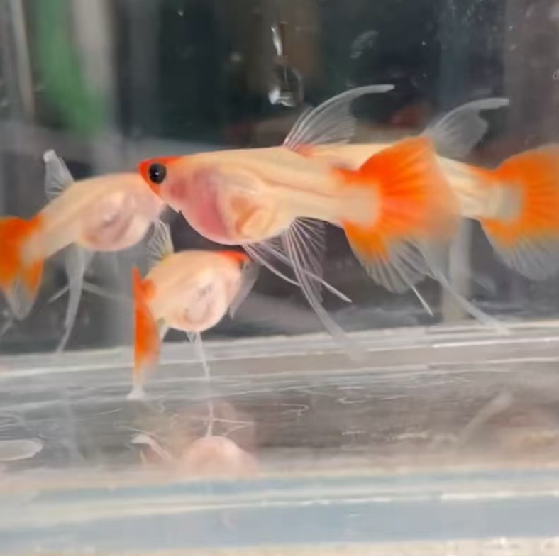 深海蓝贵族大C一组孔雀鱼无拍摄开箱视频不包损 入缸不包损