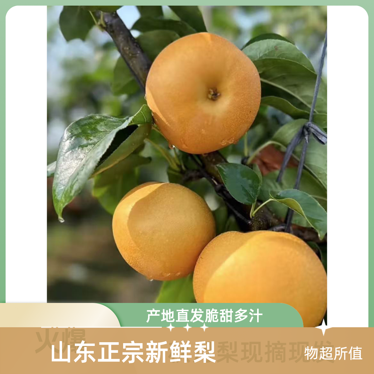山东正宗秋月梨现摘现发产地直发脆甜多汁坏果包赔山东省