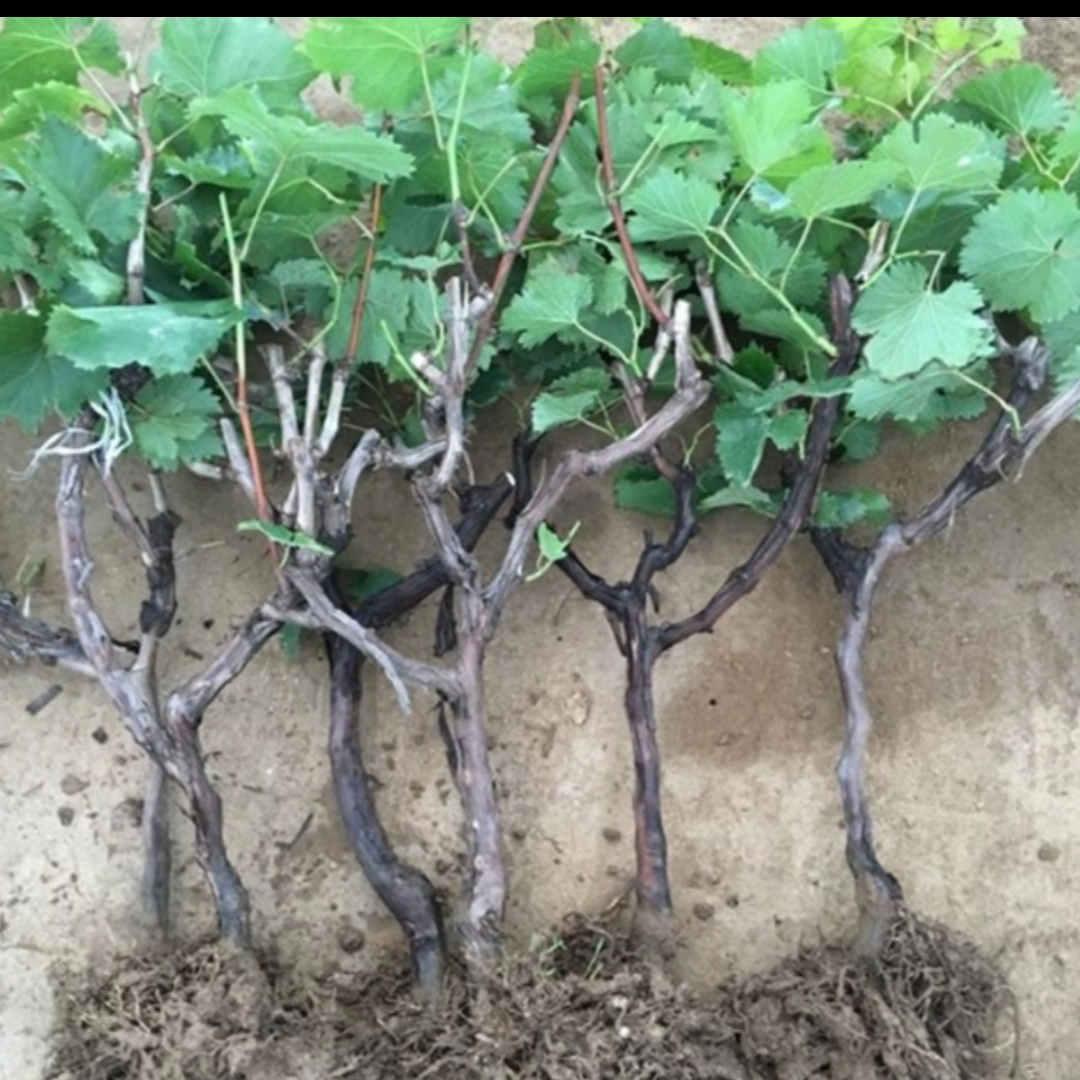 一物一拍盆栽地栽南方北方月季种植阳光玫瑰巨峰蓝宝石妮娜皇后