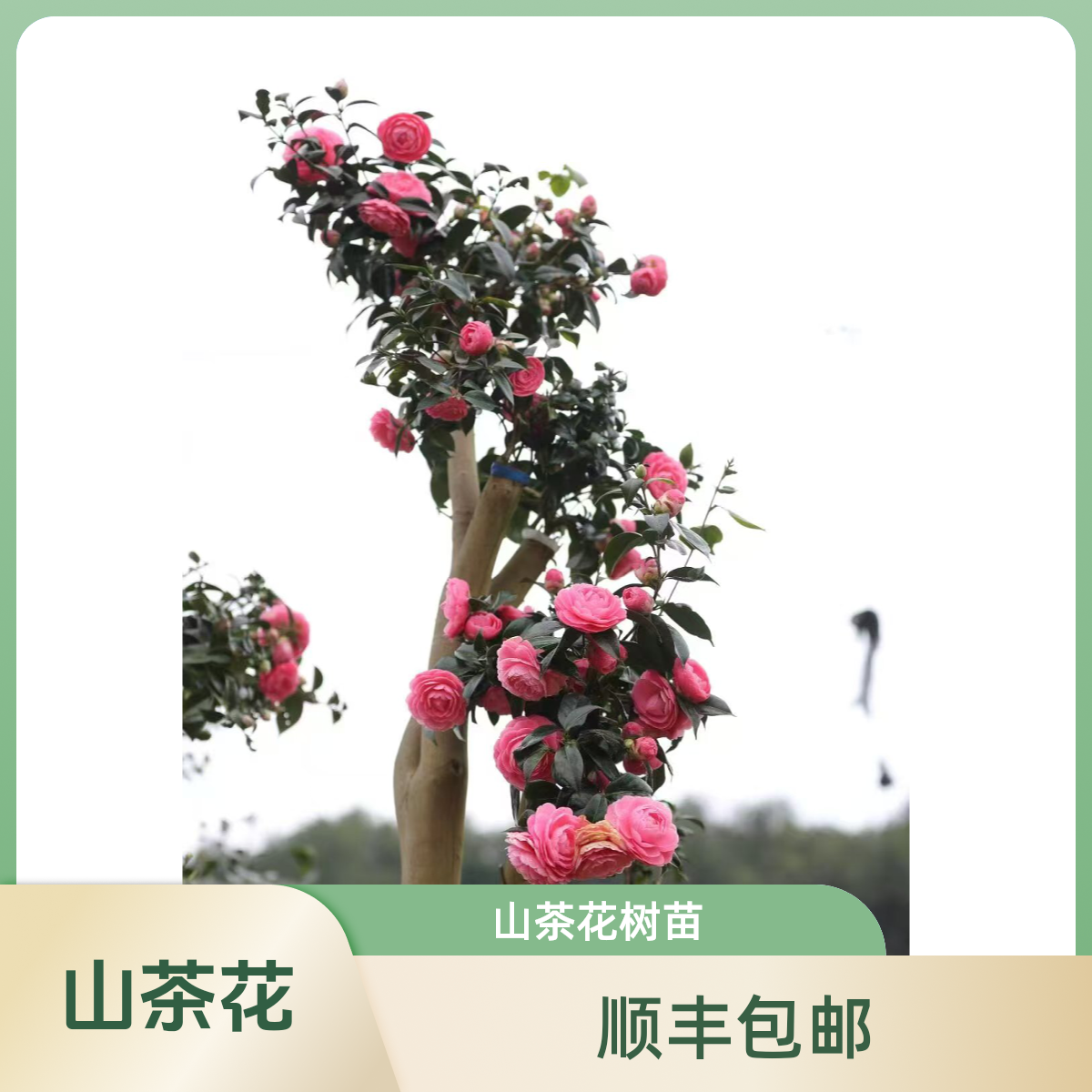 贵州玉屏油茶之乡培育稀有品种一物一拍茶花盆栽庭院客厅