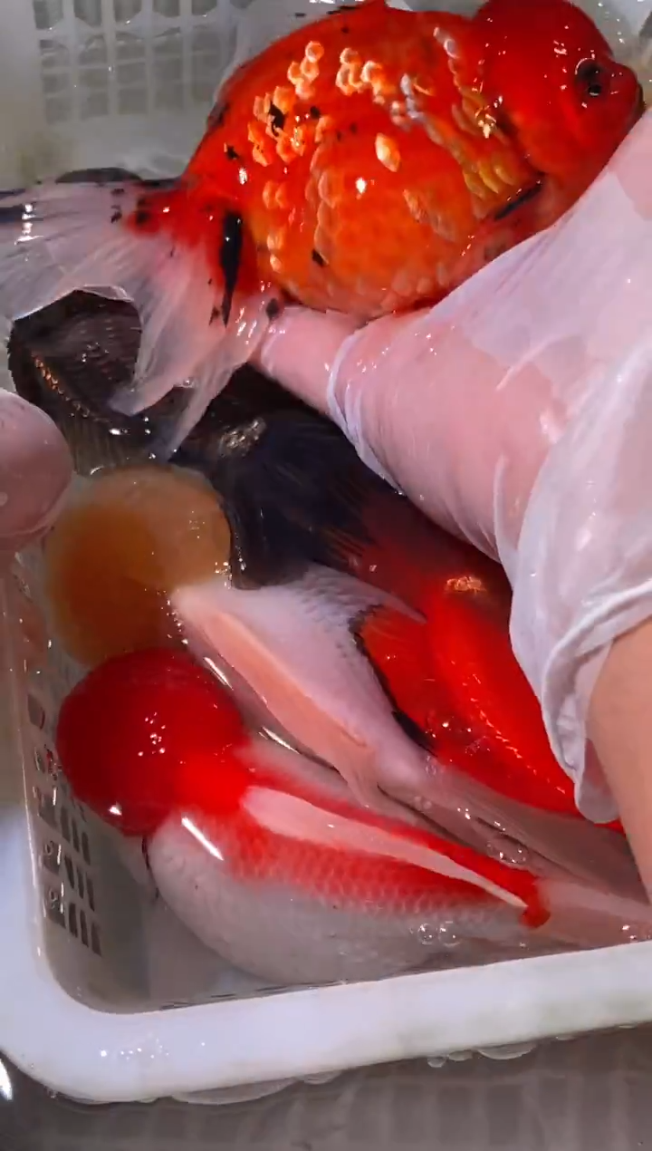 金鱼鱼之源一物一拍链接/无开箱视频不售后7