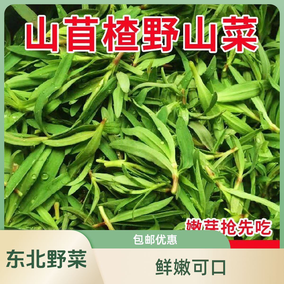 东北山野菜——山苜楂（大连人称山麻楂）1斤起包邮新鲜