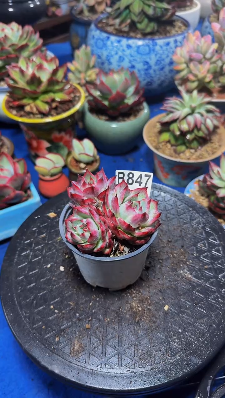 B847惊鸿仙子-----（不包整）