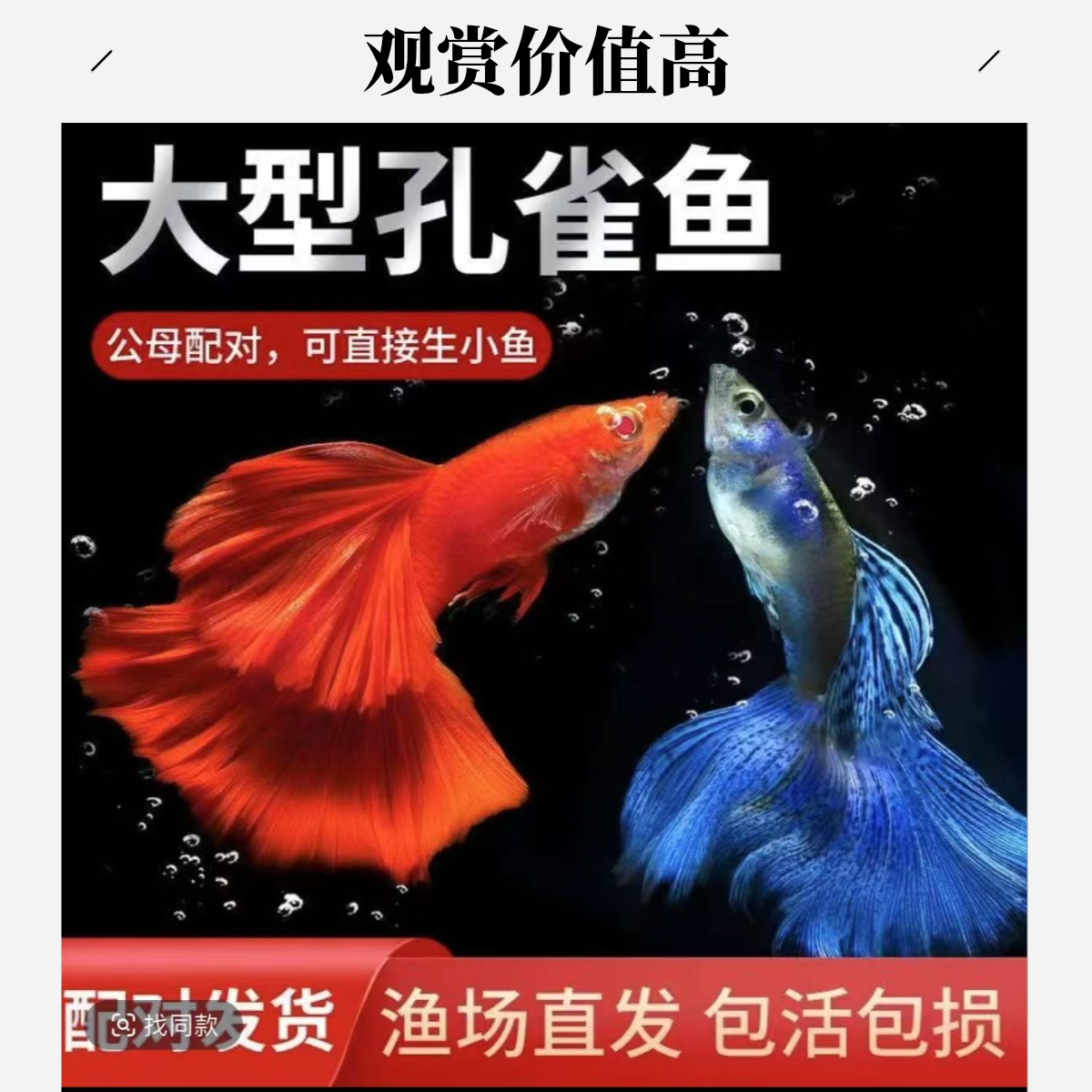 孔雀鱼合集全家福精品孔雀鱼