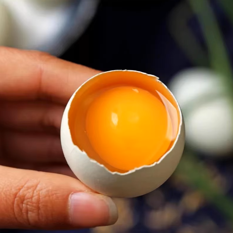 【土鸡蛋】生态竹林散养土鸡纯粮喂养土鸡蛋