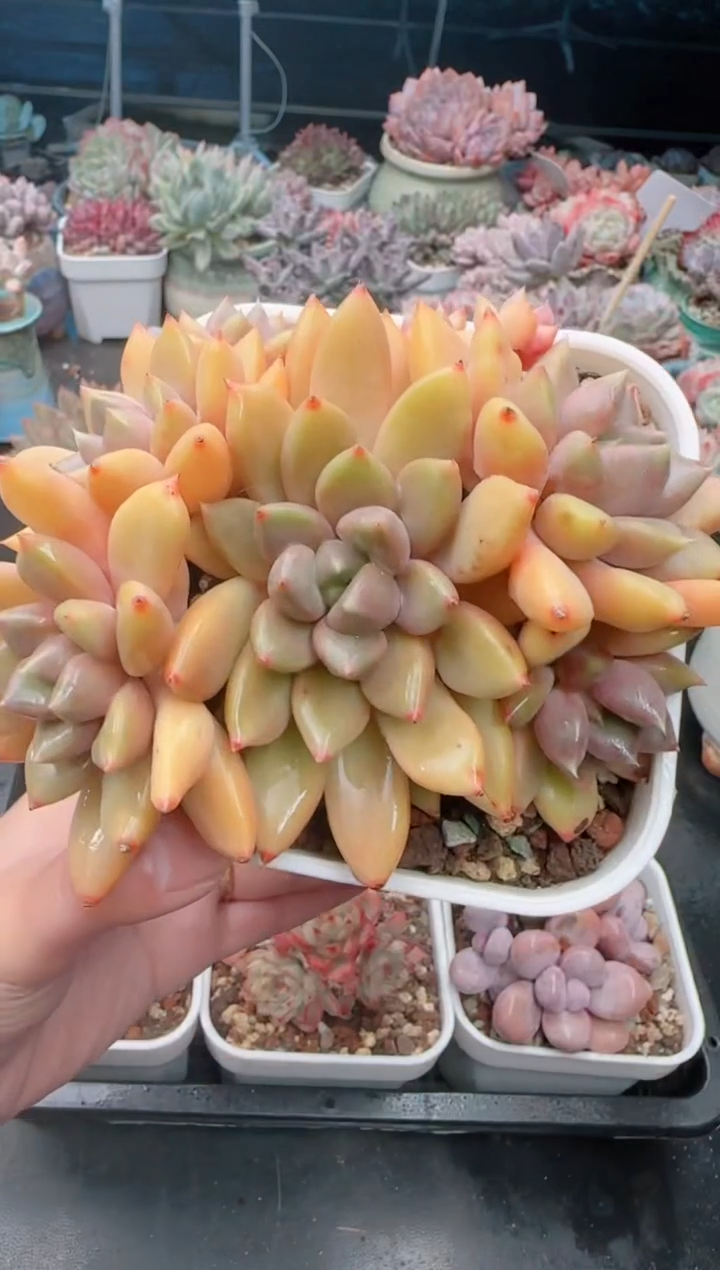 【闪购商品】9318红象牙