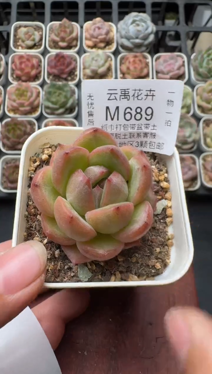 689M带盆土发 当场拍3颗以上包柚 多肉植物 一物一拍