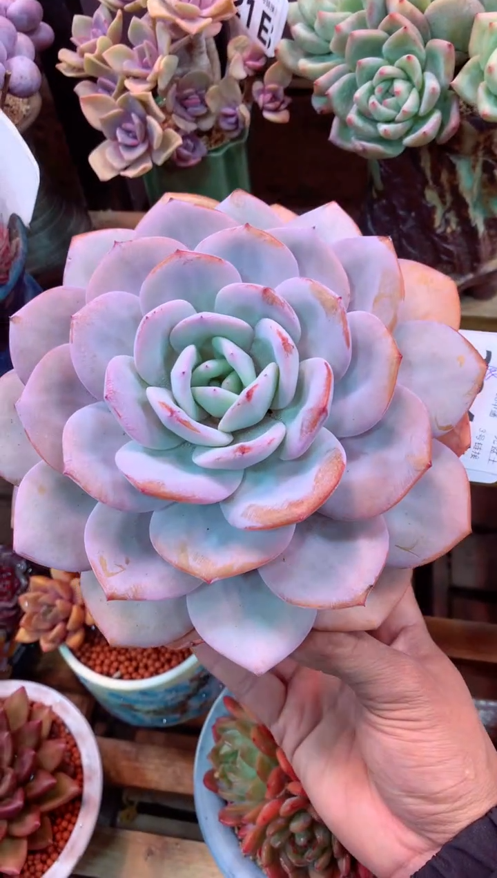 234E（一物一拍，精品多肉，w所见即所得 