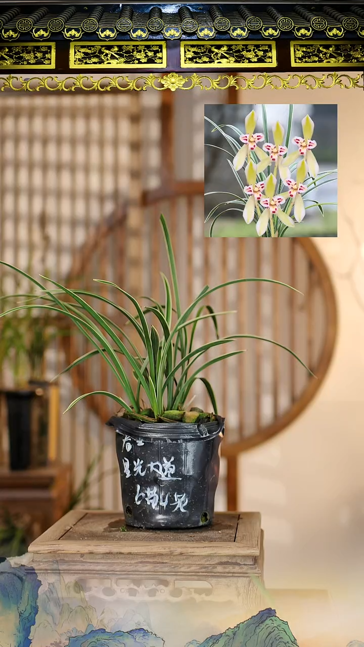 全部花苞星光大道6苗4花