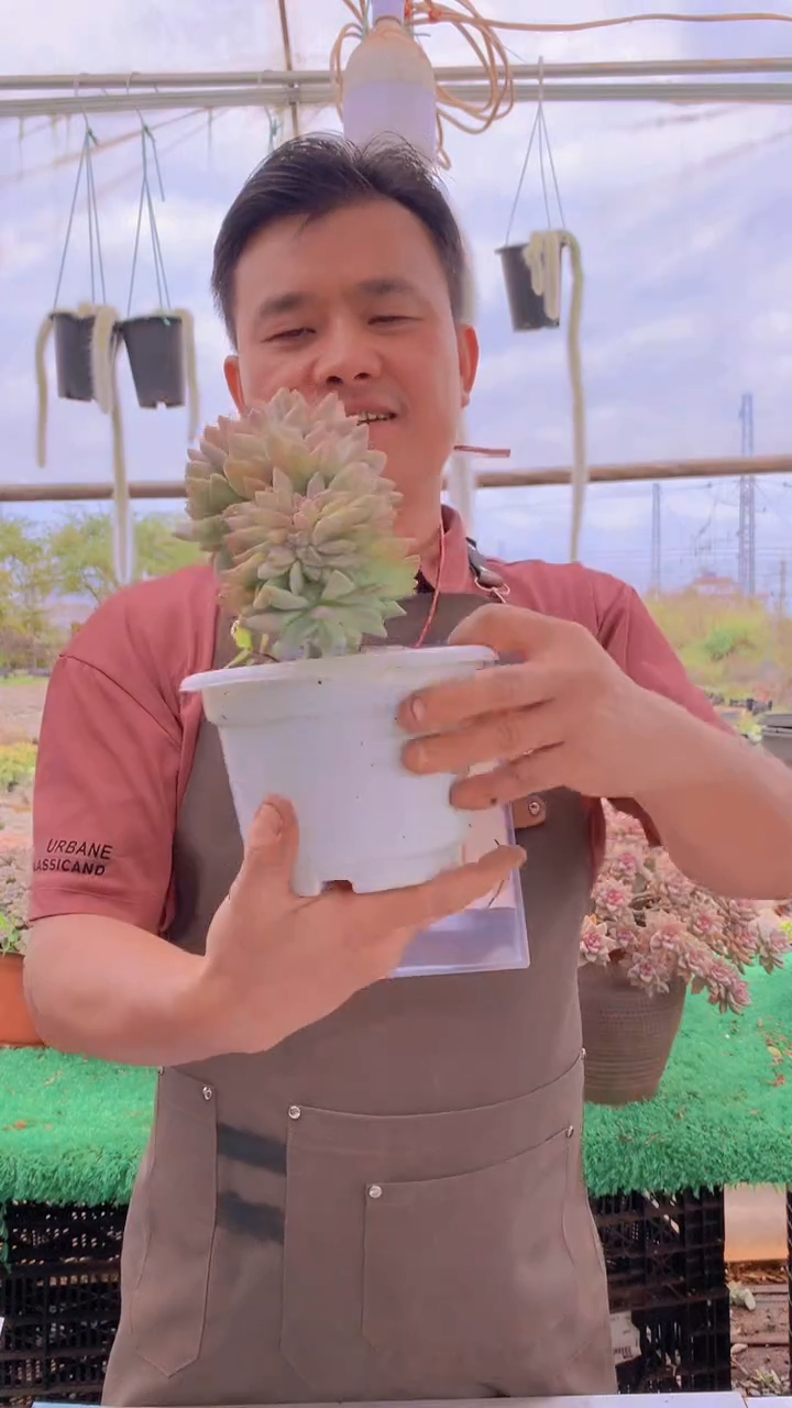 170淡雪缀化一物一拍