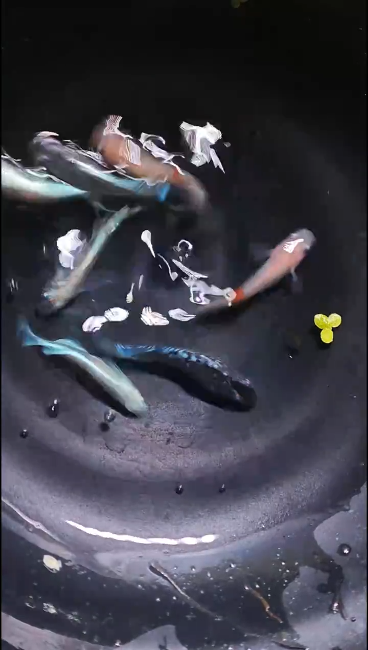 青鳉鱼观背青鳉032