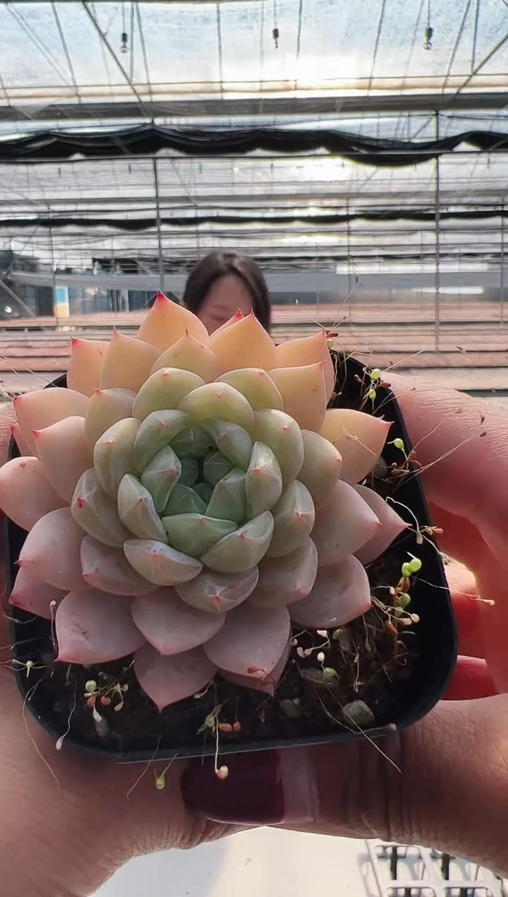 【闪购商品】新款多肉-31