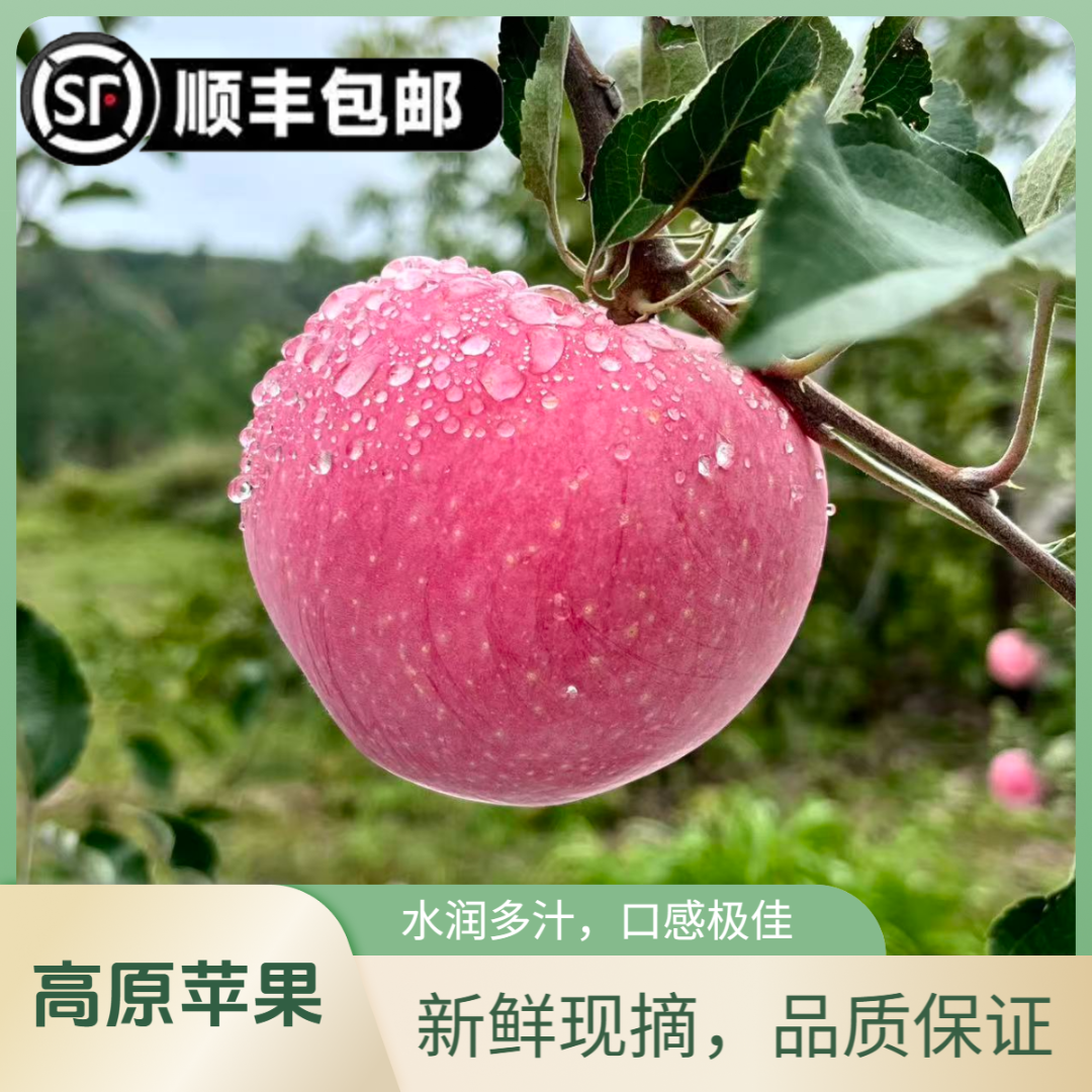 当季吉县红富士苹果水果脆甜产地直发一级果（中果、大果）顺丰包邮