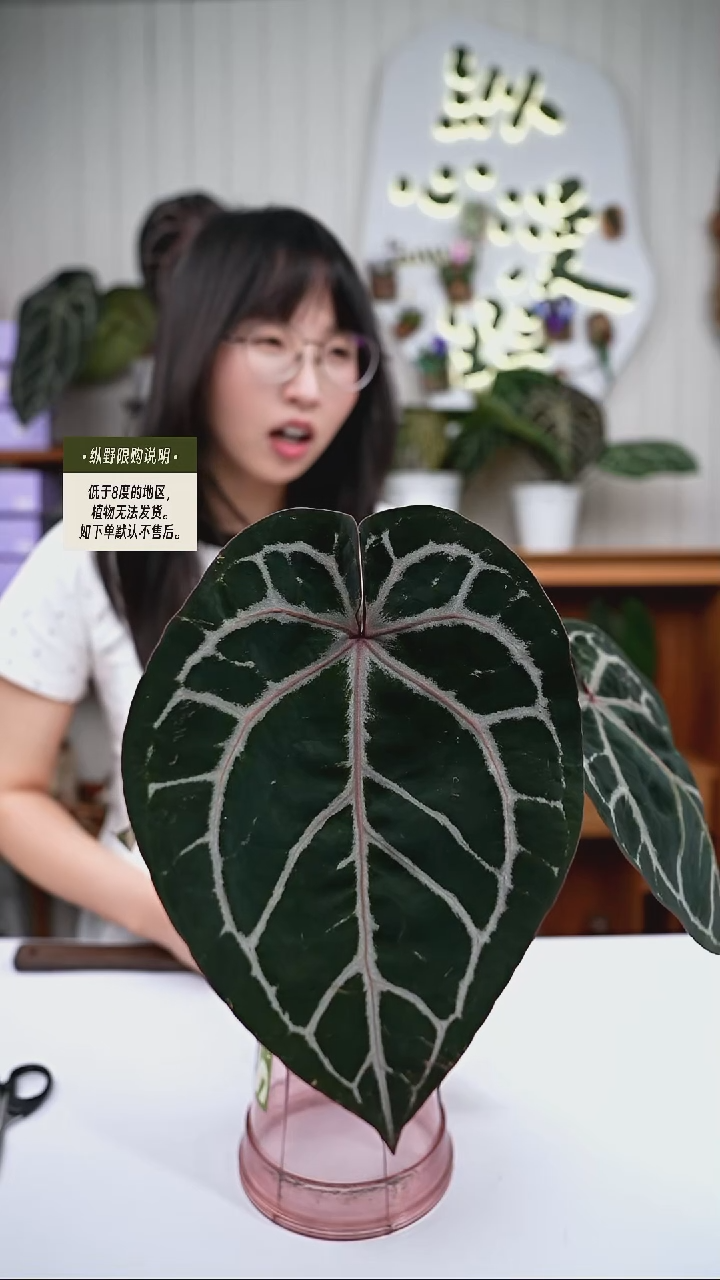 完全开放Y87玄紫