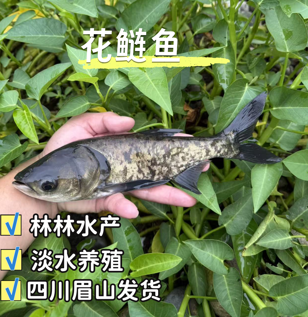 花 鲢 鱼 淡水养殖（水族)可观赏可食用鱼 四川老渔场发货