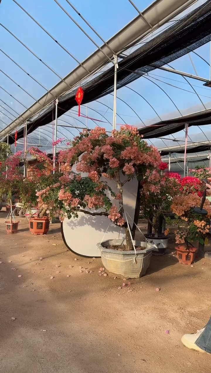 【闪购商品】盆景奶昔