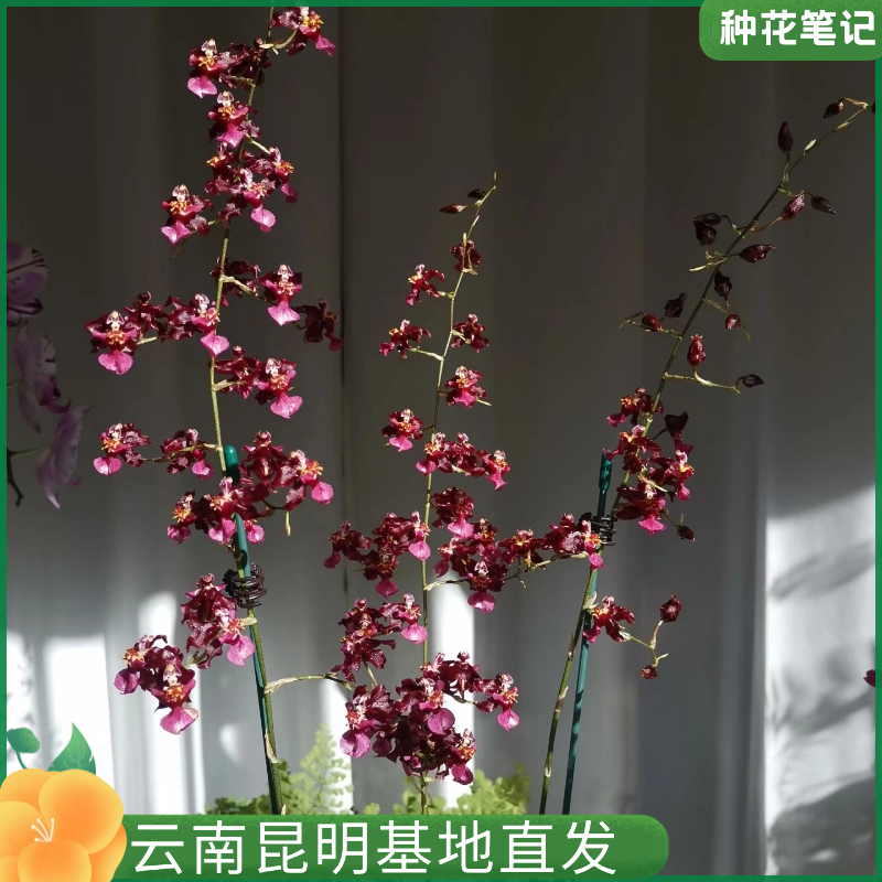 【307香水香兰】高花剑兰花苗桌面客厅花卉植物室内花盆栽带香味