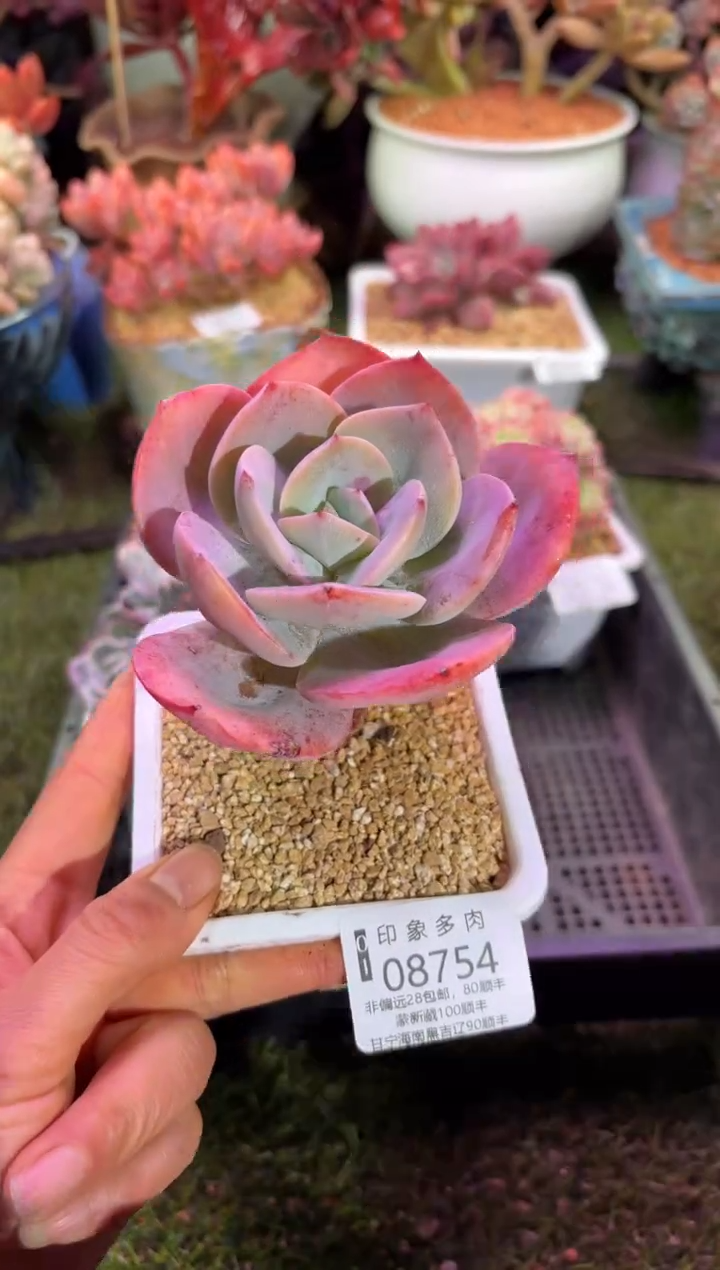 【闪购商品】08754