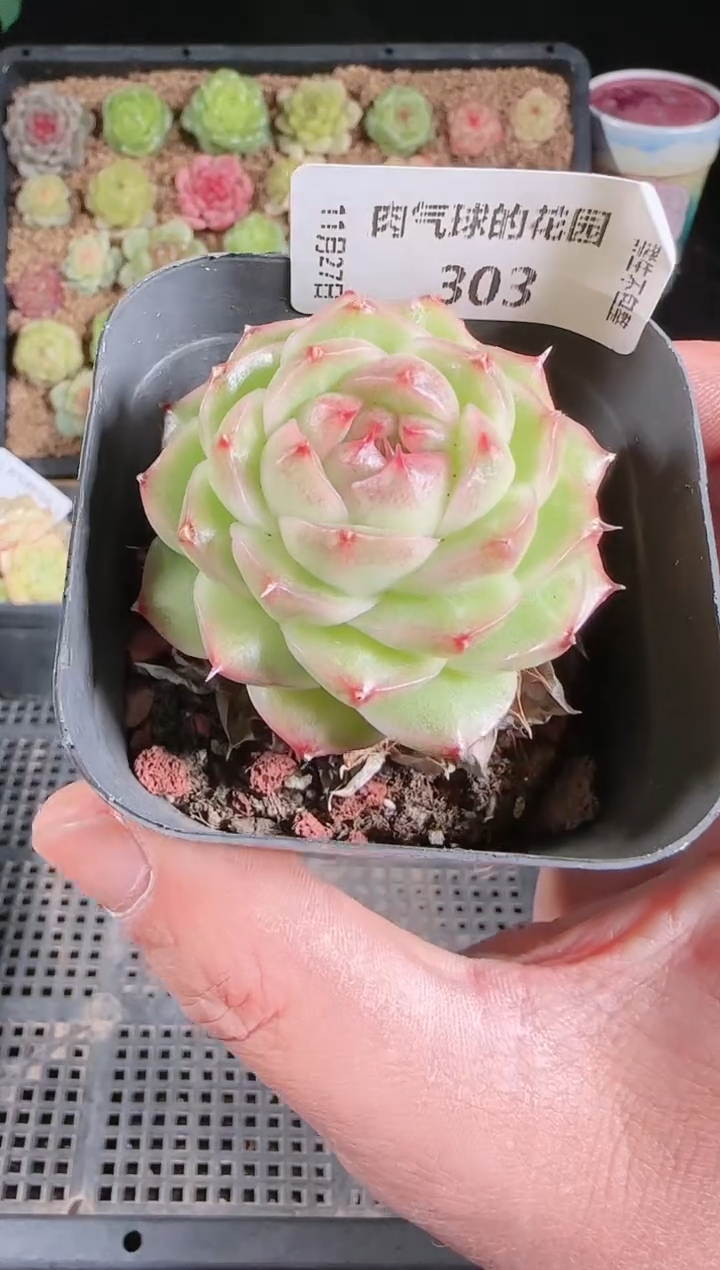 1127-303群生不包整