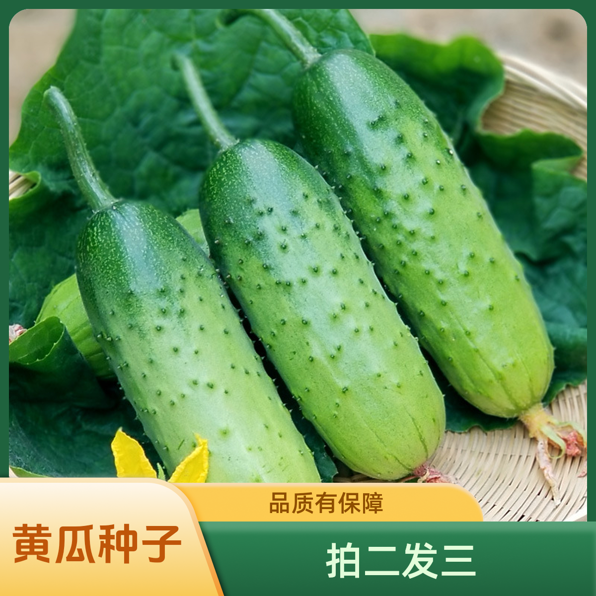 【拍二发三】懒人满地爬黄瓜 种子                              