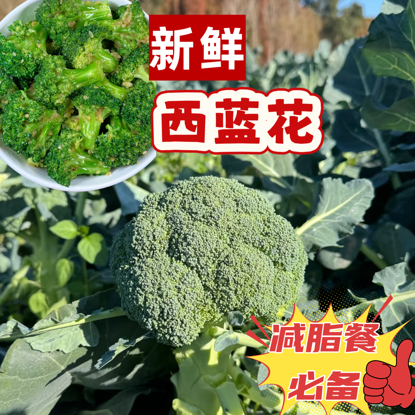 新鲜西兰花露天种植现摘现发绿花菜青花菜营养健康可爆炒火锅煮