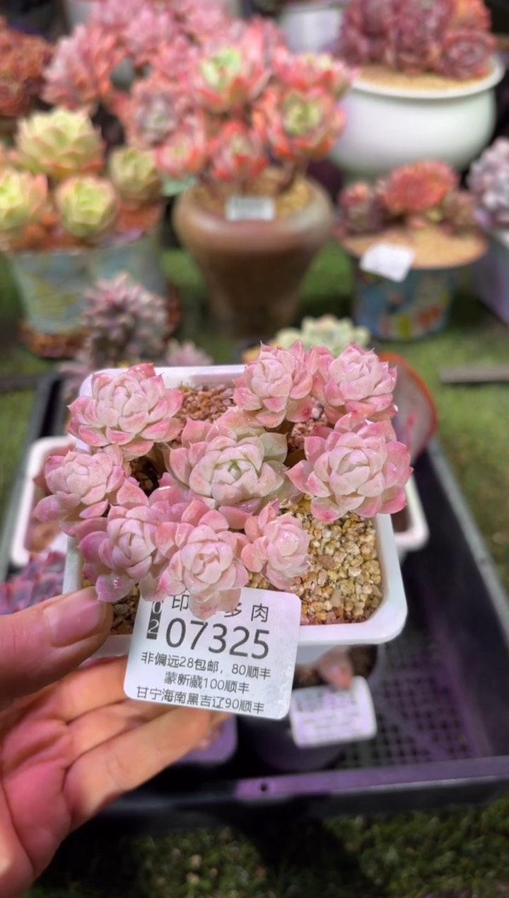 【闪购商品】07325