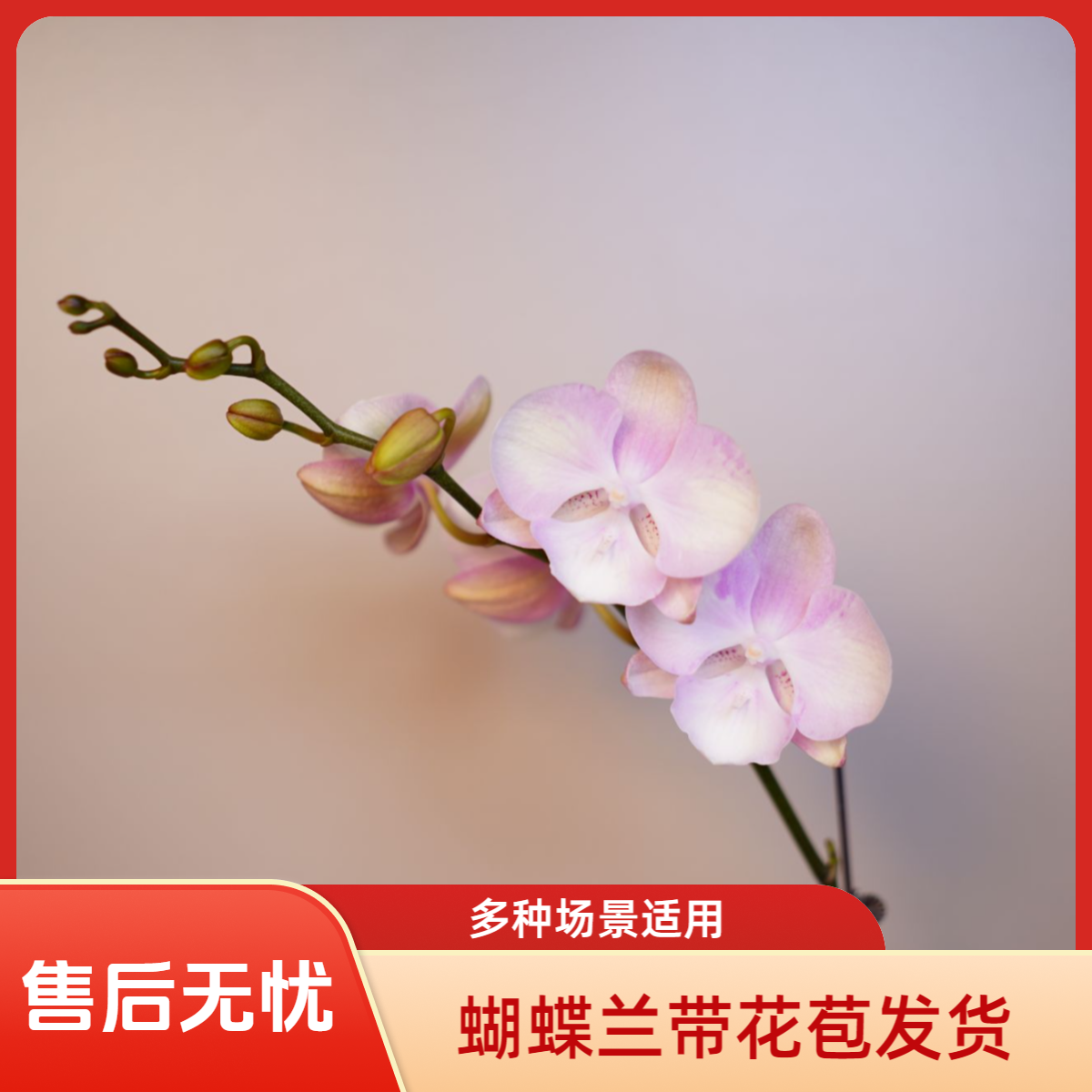 《明兰花卉》蝴蝶兰【威尼斯】（3.0寸）带花带花苞开花珠发货