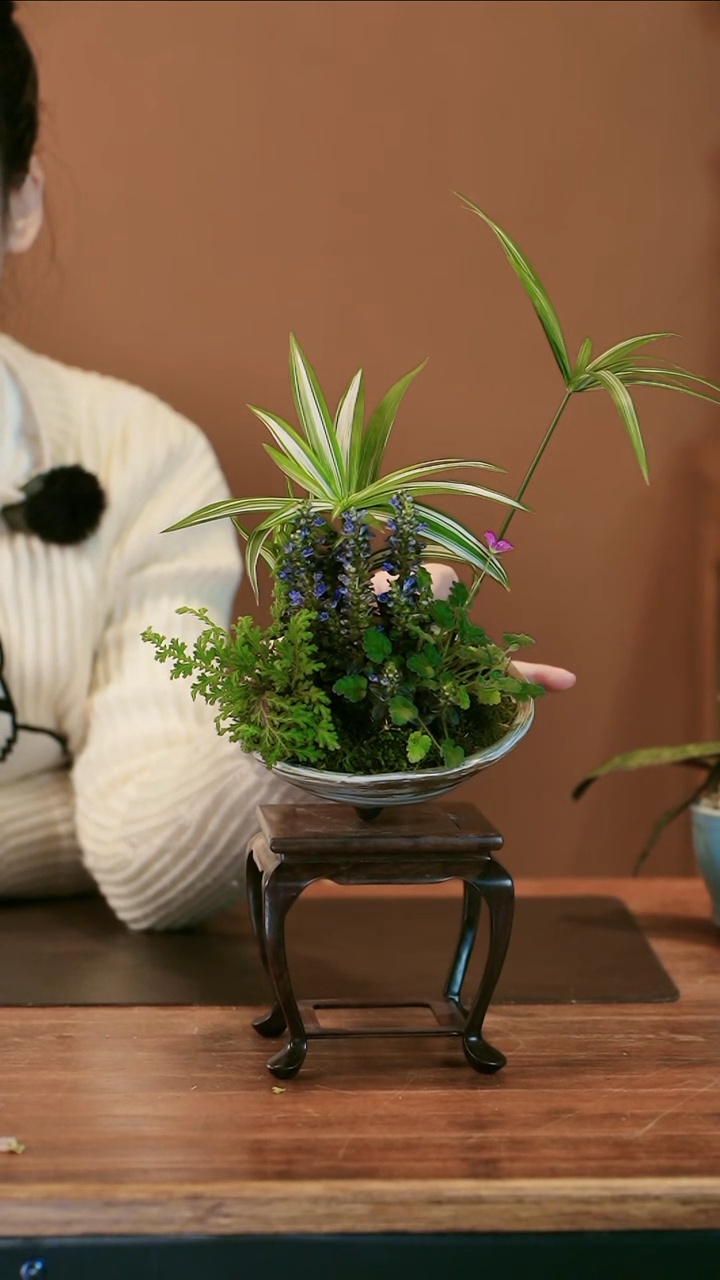 山野草盆景盆景盆景