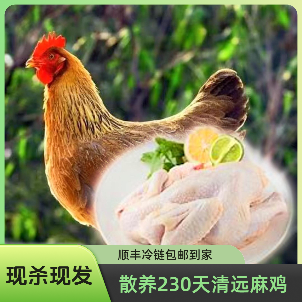 【宰杀好的】两只230天散养清远麻鸡 汤干净发货  包邮