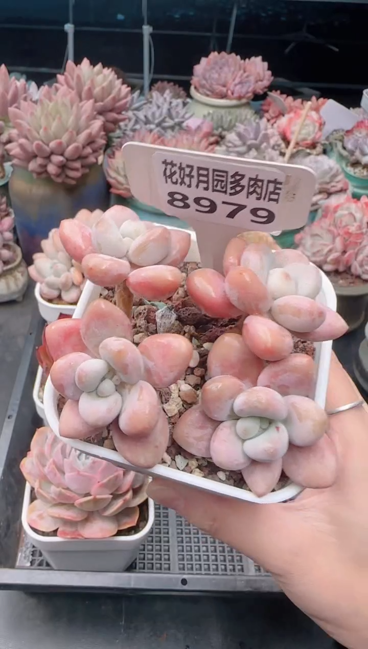 【闪购商品】8979香水洛神