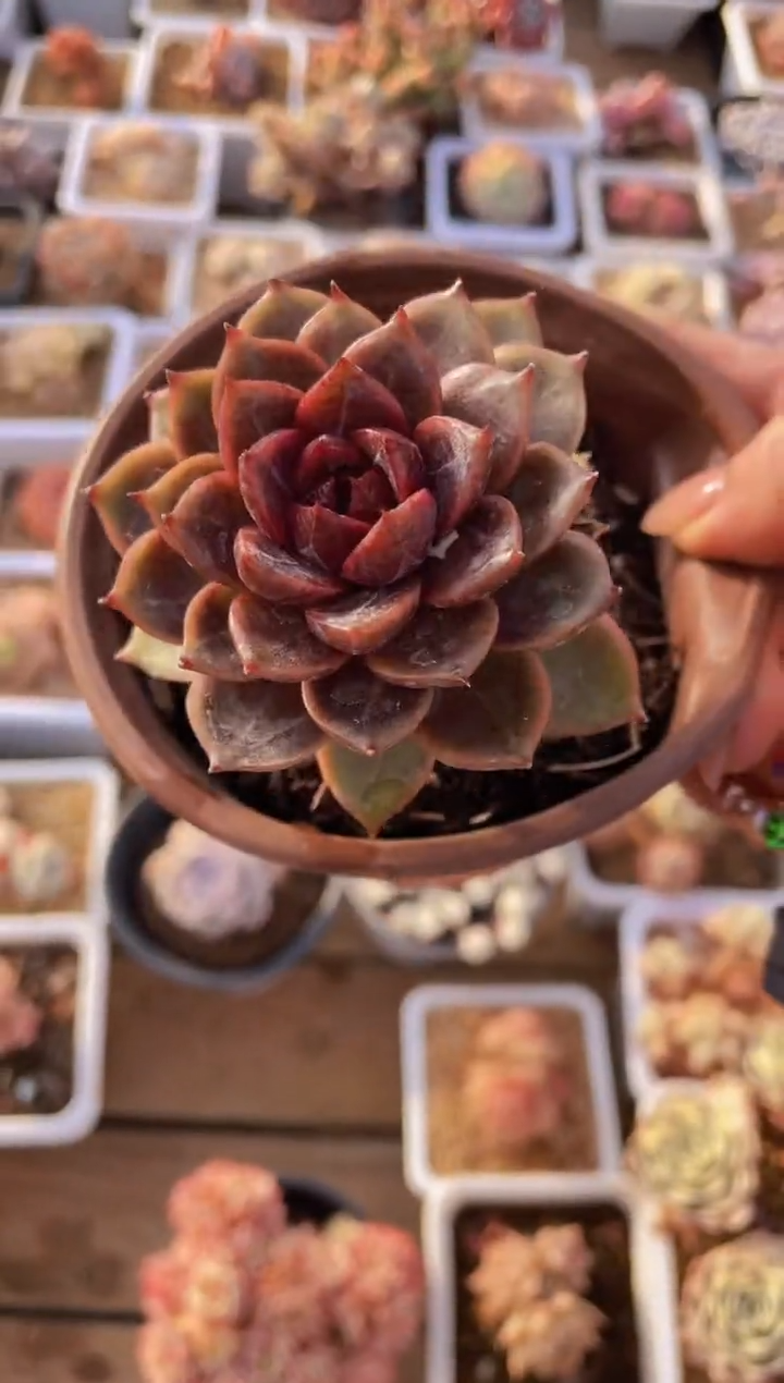 【闪购商品】591丰沛玫瑰多肉