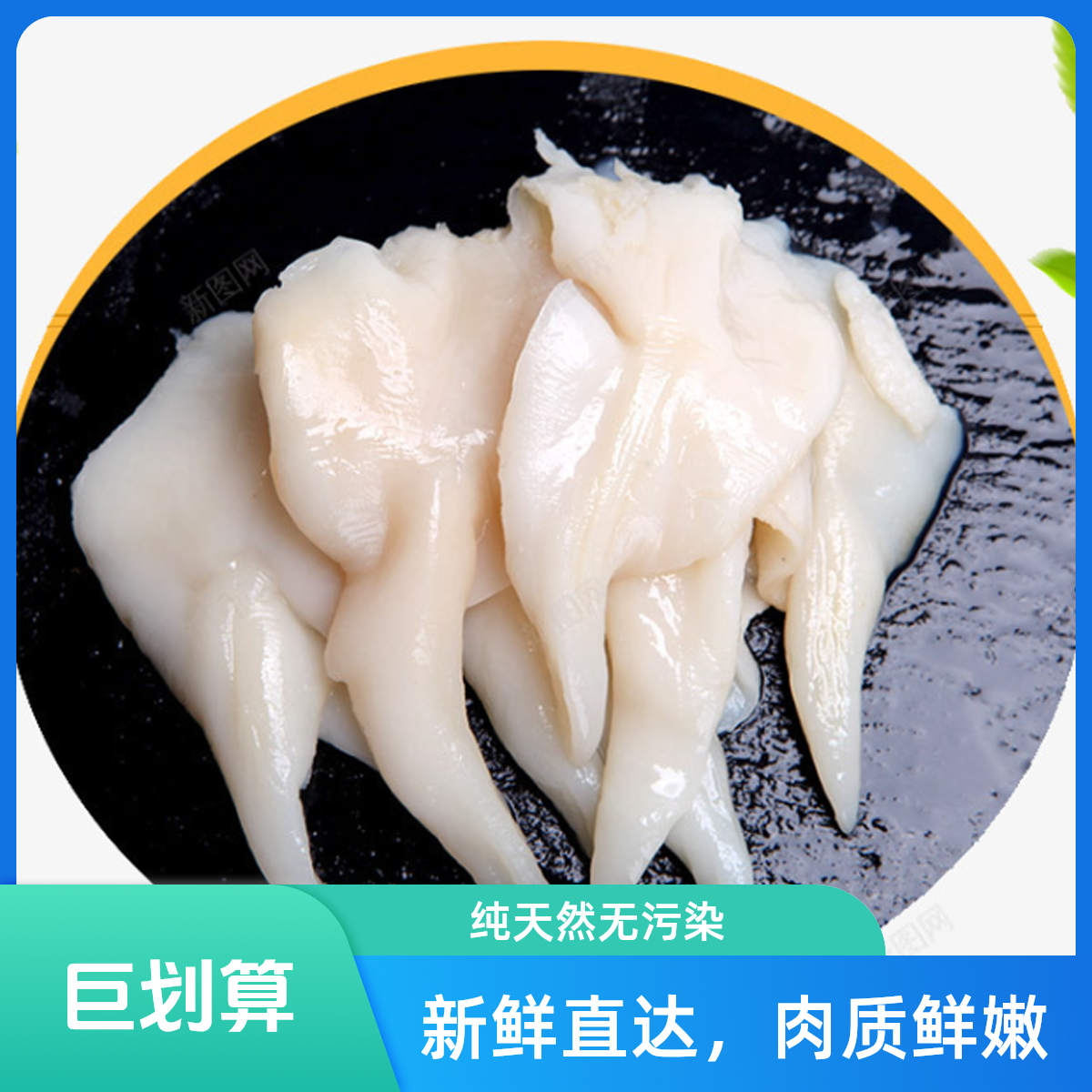 《猫小馋》北部湾天然鸟贝螺 约500克/袋  顺丰配送
