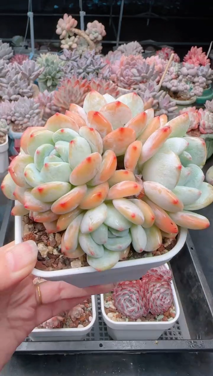 【闪购商品】3229冷香