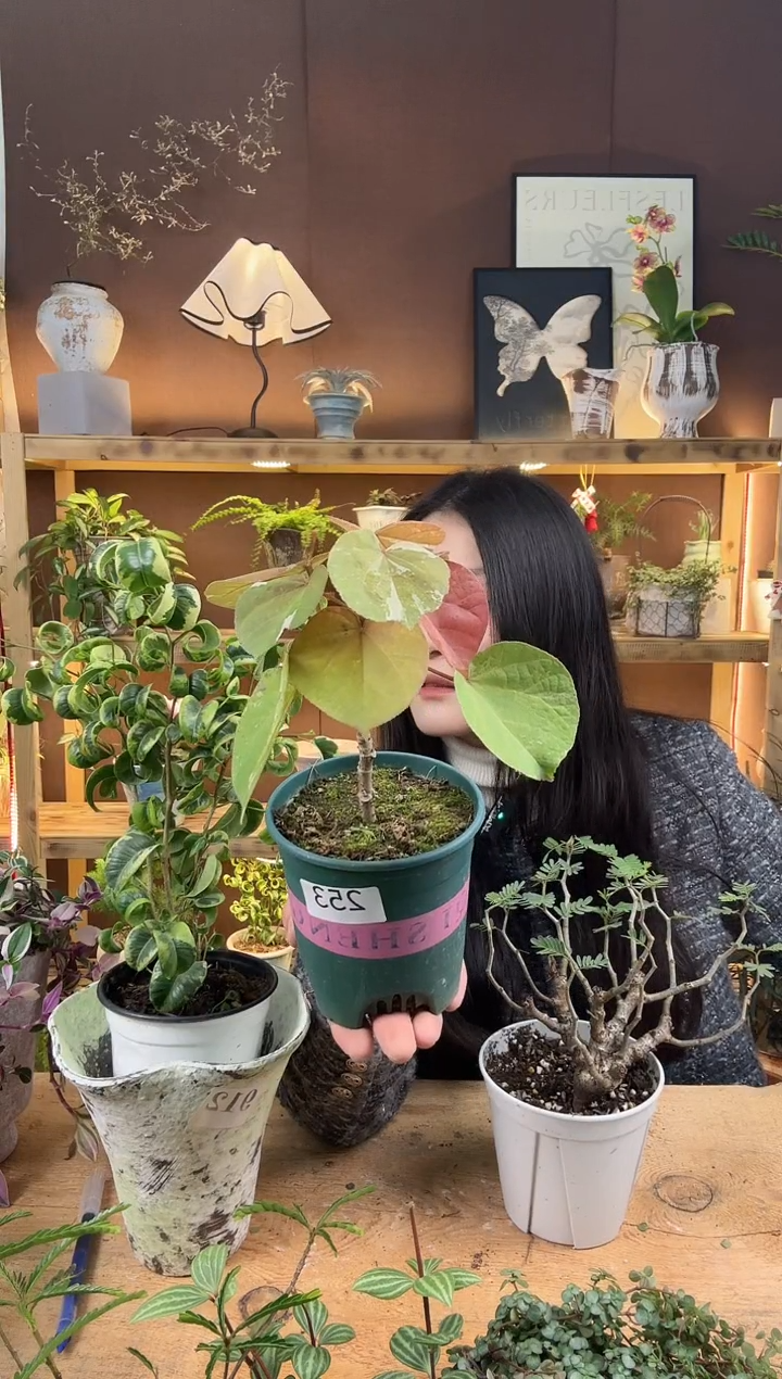 无花朵253花叶黄锦育苗盆