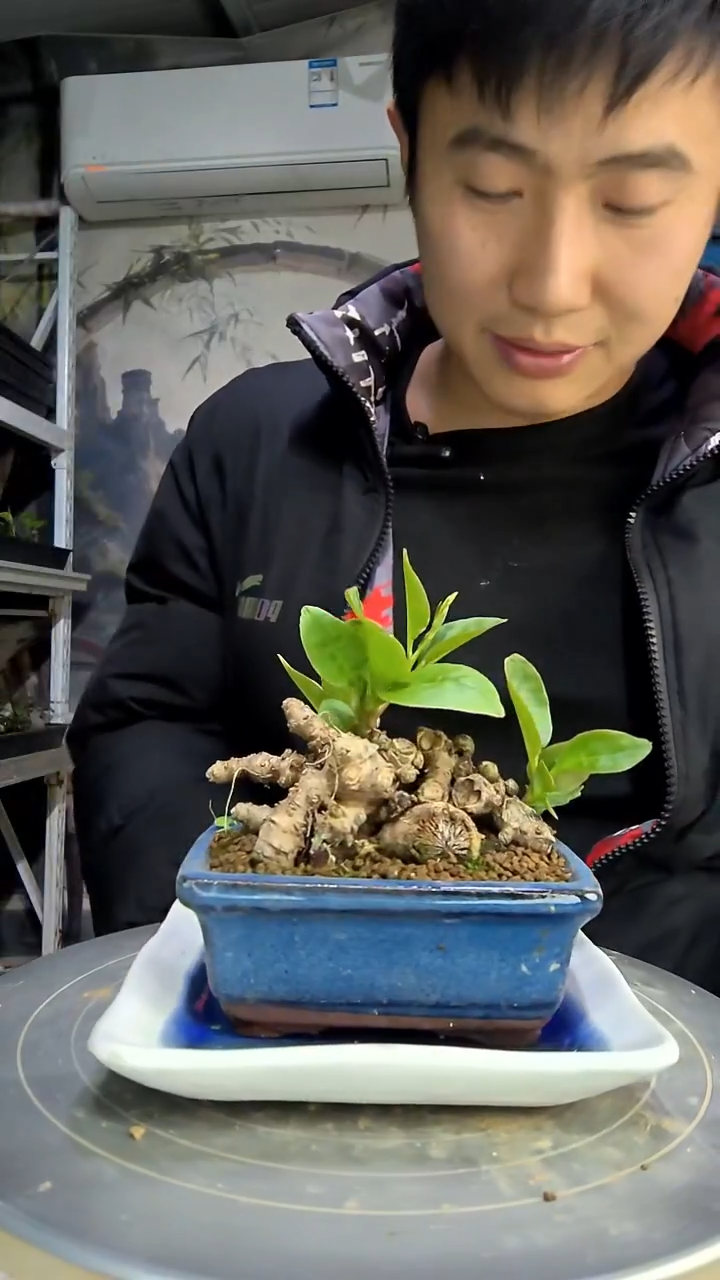 月****的中青园艺一物一拍花119