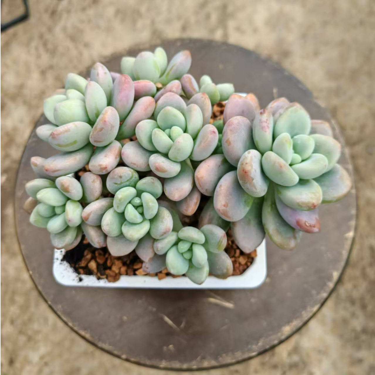 红洛神2颗 （满12.8包邮  保3头  脱土发货，发货后不退不换）