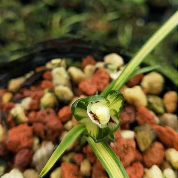 古北壹号优选【绿云中透】黄金中透开花浓香型 兰花直播