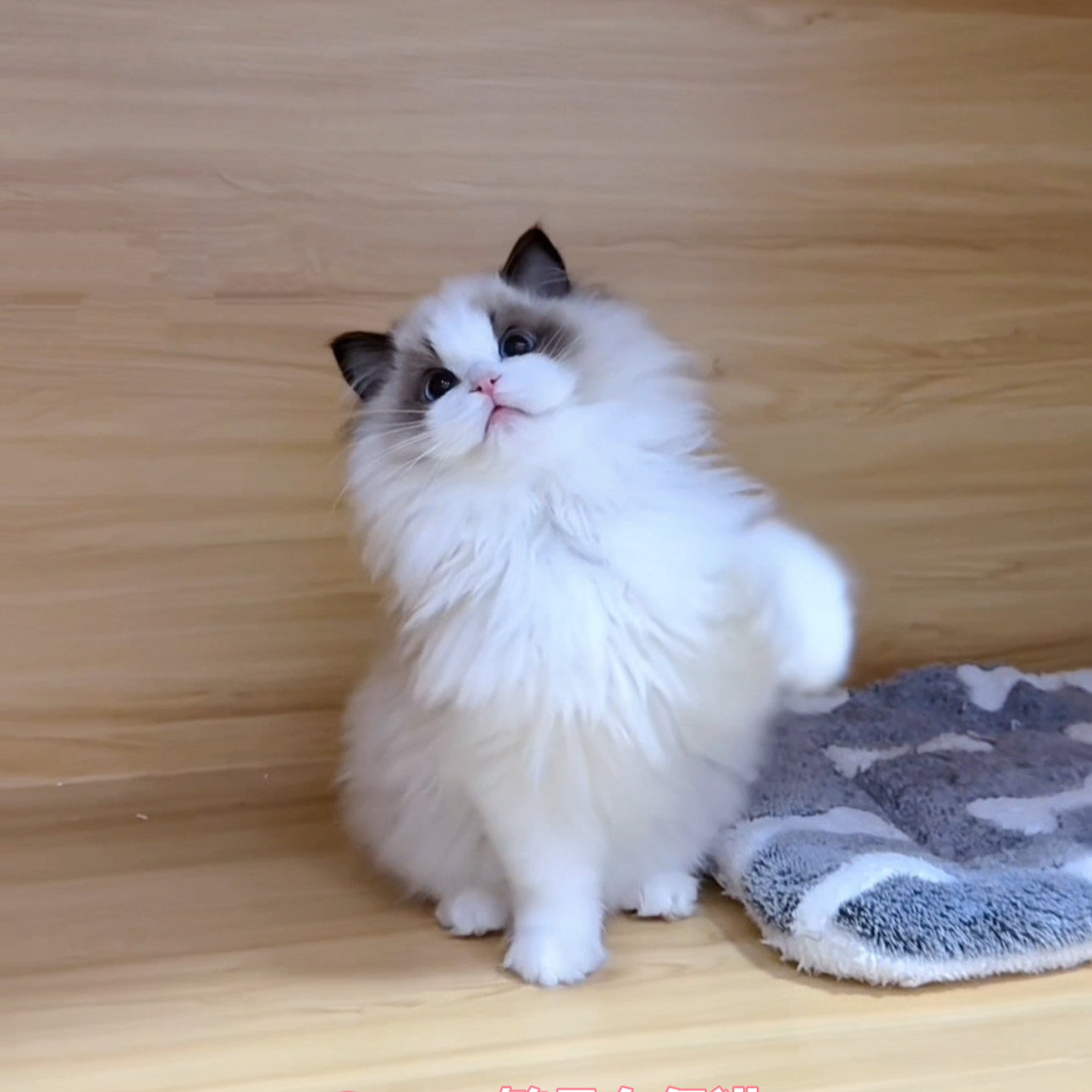 【繁星布偶猫】 活体猫猫